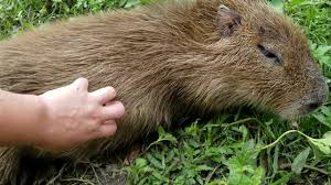 You are rubbing Cindy and she is very happy.