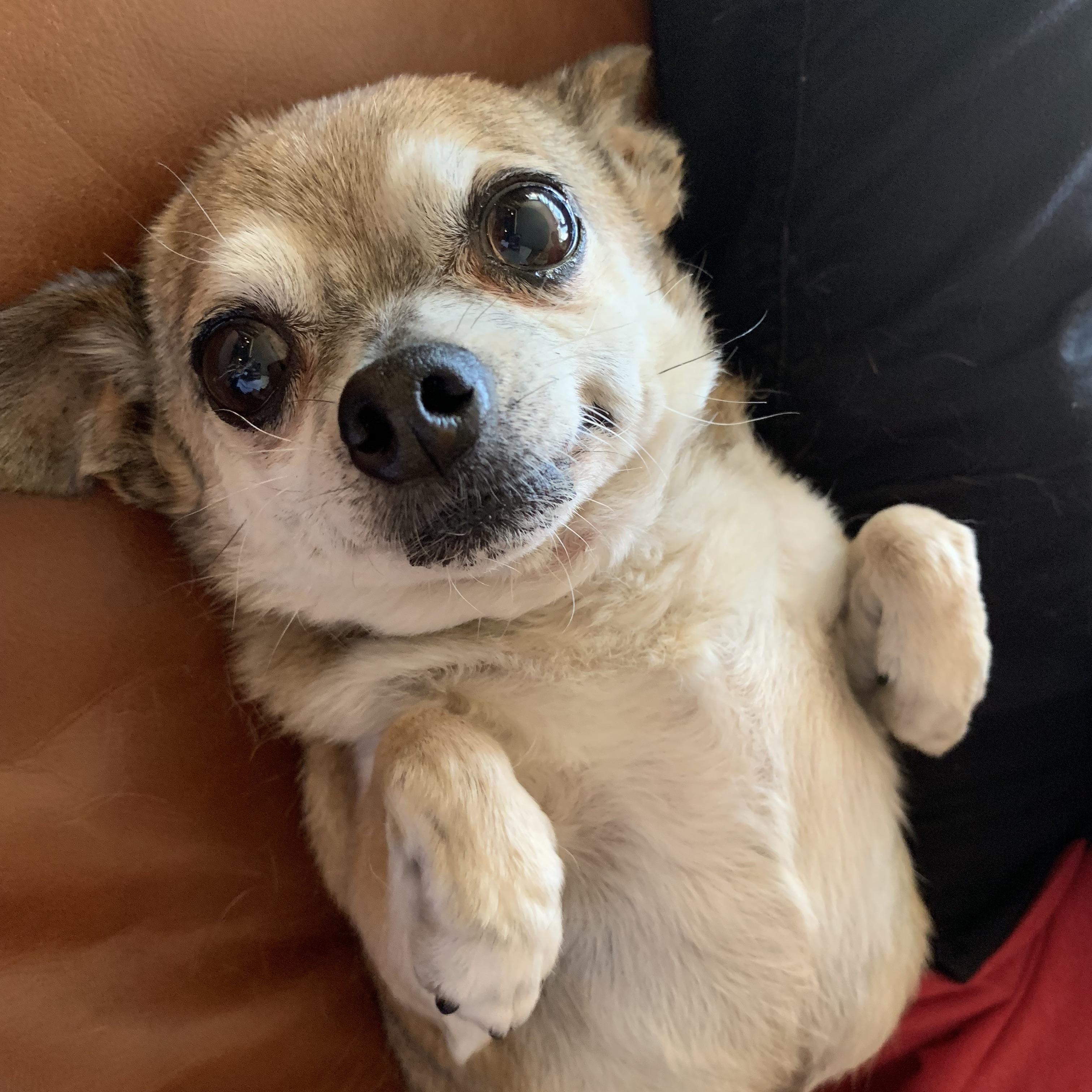 Dog begging for a belly rub